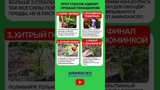 СЕКРЕТ двойного урожая помидоров! #сад #огород #помидоры