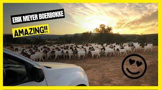  BOER GOAT FARM - Erik Meyer Boerbokke South African