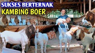 Mas Keni  Sukses Berternak Kambing Boer Secara INSTAN