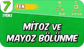 Mitoz ve Mayoz Bölünme  7FEN3 #2025