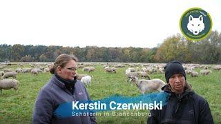 Kerstin Czerwinski hat zwischenzeitlich 39 Schafe durch Wölfe verloren