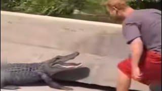 Dumb Guy Gets What He Deserves. Alligator Attack