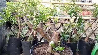 BAHAN BONSAI KALIMANTAN