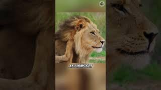 Lions  Are They Really Kings?  Hear Them From Afar!  #shorts #lions #animalfacts #animalshorts