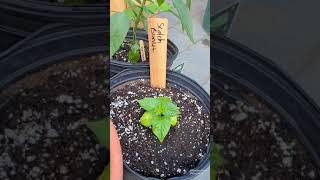 13 types of HOT  PEPPERS  - 2 months update!