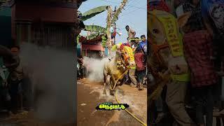 NELLORPATTAI SUPER BULLET #manjuvirattu#jallikattu #eruthukattu #jallikattu_kaalai