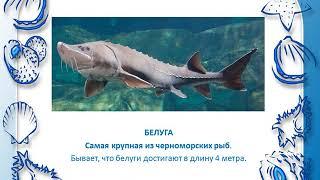 Всемирный день моря - медиапрезентация