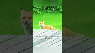 In Desperate Search for Help, a Fox Cried Outside a Girl's House #shorts