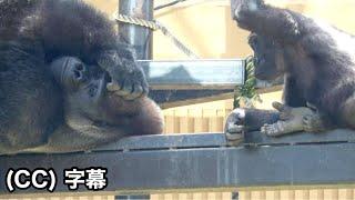 パパの顔にイタズラしたいチビゴリラ。キンタロウ　｜ 京都市動物園  モ