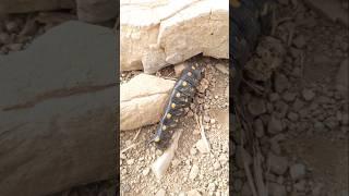 #iranadventure #adventureatmosphere #iran #mountains #butterfly #larvae #nature #travel