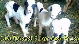 CARA MERAWAT 5 EKOR ANAK DOMBA