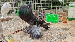 Checker Pomeranian Pouter pigeon @NibinAugustine