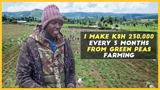 Green Peas Fetches Me Over 230,000 Kenyan Shillings Every Three Months || Green Peas Farming