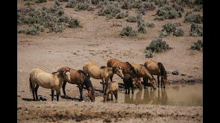 Out of Balance - The West's Wild Horses