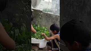 Harvesting on my terrace garden/ vegetables on my terrace garden