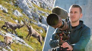 ALPINE IBEX fighting on 2000m | Wildlife Photography