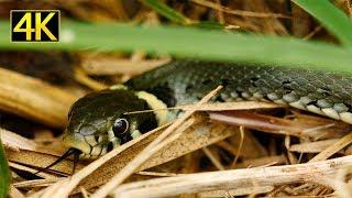 Ringelnatter (grass snake) [4K]