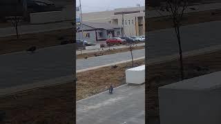 Весна.Голуби вышли на прогулку.Урюпинск.10 марта.