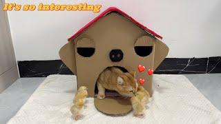 The cat sincerely invited the chicks to live in the new house I made for them.Cute animal video