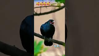 koyal voice