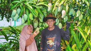 Memetik Mangga Manis di Kebun untuk bikin Moci | Masak Lontog Sayur Lengkap, dan Sambal