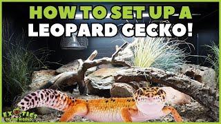 How To Set Up A Leopard Gecko Enclosure - A Step By Step Guide