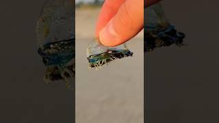 Rescuing a Cute Blue Jellyfish! #shorts