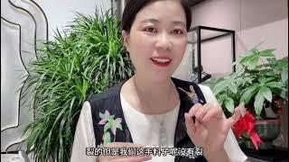 老板娘分享缅甸鸽血红红宝石，网友：强荧光完美品质无裂无杂