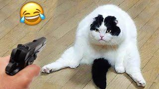 Cats And Dogs Funny Videos|| Fails Animals Competition 2025