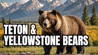 Wild Bear Encounters: Yellowstone & Grand Teton Park