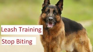 Leash Training and Stop Biting Tips - German Shepherd Dog