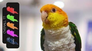 White Bellied Caique, The Best Pet Parrot?