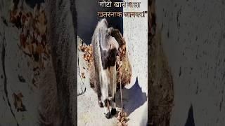 "giant anteater: खतरनाक चींटी शिकारी!" #viral #youtubeshorts #shorts