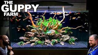 The Guppy Farm: EXOTIC Guppy, Island Style, All In One Aquarium (Aquascape Tutorial)