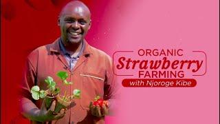 Strawberry farming - What you need to know/do before you start!
