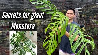 SECRETS FOR GIANT MONSTERA