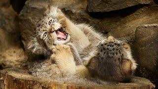 Childhood of the Superstar Timofey the Pallas's Cat: Rare Archive Footage