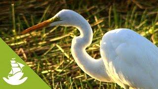 The Pantanal, the largest wetlands in the world