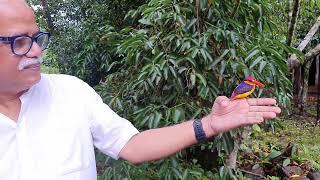 Oriental Dwarf Kingfisher