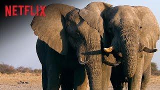 The Ivory Game - Official Trailer - Netflix Documentary [HD]