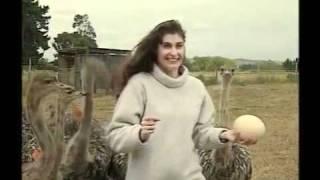 Reporter Gets Attacked by Ostriches