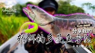 【FishingShare】分享我的软饵钓多曼鱼方法！水坝钓鱼之旅| My way of using SOFT LURE FISHING for TOMAN（重新上载|re upload)