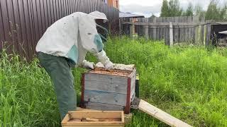Пасечник. Пчёлы 2021