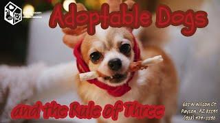 Adoptable Dogs and the Rule of Three