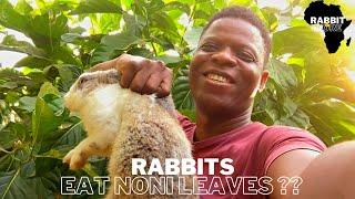 Feeding my Rabbits Noni Leaves for the First Time || How to Start a Rabbit Farm in Ghana