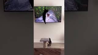 gatito se cuelga de la tv