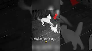 A hungry wolf attacked the kitten but the kitten was incredibly brave #animals #shorts #wolf #cat