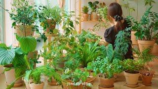 [Vlog] 11 pretty plants that are easy to grow even for beginners  Refreshing house cleaning