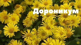 Дороникум. Неприхотливое и очень привлекательное растение.