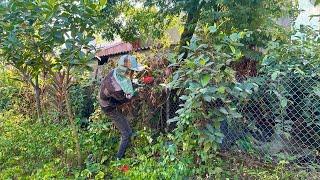 Cleaning cutting overgrown fences garden exotic cleaning techniques sawing large trees next house